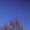 Betula papyrifera, habit