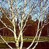 Betula papyrifera, habit