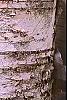 Betula papyrifera, bark