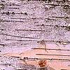 Betula papyrifera, bark