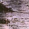 Betula papyrifera, bark