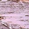 Betula papyrifera, bark