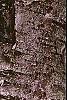 Betula papyrifera, bark