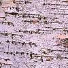 Betula papyrifera, bark