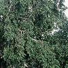 Betula pendula, habit