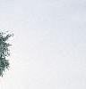 Betula pendula, habit