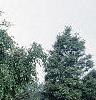 Betula pendula, habit