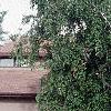 Betula pendula, habit