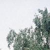 Betula pendula, habit