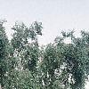 Betula pendula, habit