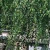 Betula pendula 'Youngii', habit