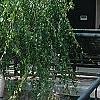 Betula pendula 'Youngii', habit