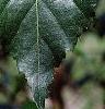 Betula populifolia 'Whitespire', leaves