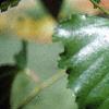 Betula populifolia 'Whitespire', leaves