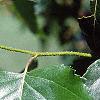 Betula populifolia 'Whitespire', leaves