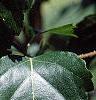 Betula populifolia 'Whitespire', leaves