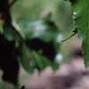 Betula populifolia 'Whitespire', leaves