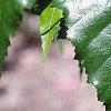 Betula populifolia 'Whitespire', leaves