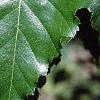Betula populifolia 'Whitespire', leaves