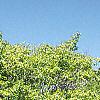 Carpinus betulus, habit
