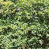 Carpinus betulus, habit