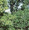 Carpinus betulus, habit