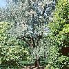 Carpinus betulus, habit