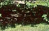 Carpinus betulus, habit