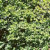 Carpinus betulus, habit