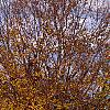 Carpinus betulus, fall color