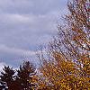 Carpinus betulus, fall color