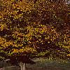 Carpinus betulus, fall color