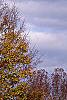 Carpinus betulus, fall color