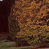 Carpinus betulus, fall color