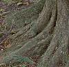Carpinus betulus, bark