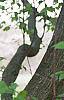 Carpinus betulus, bark