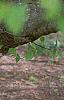 Carpinus betulus, bark