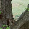 Carpinus betulus, bark