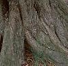 Carpinus betulus, bark