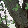 Carpinus betulus, bark