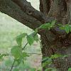 Carpinus betulus, bark