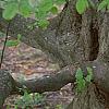 Carpinus betulus, bark