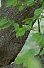 Carpinus betulus, bark