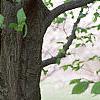 Carpinus betulus, bark