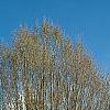 Carpinus betulus 'Columnaris', habit