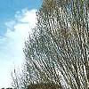 Carpinus betulus 'Columnaris', habit