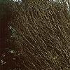 Carpinus betulus 'Columnaris', habit