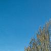 Carpinus betulus 'Columnaris', habit