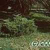 Carpinus betulus 'Columnaris', habit