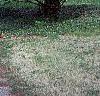 Carpinus betulus 'Globosa', habit